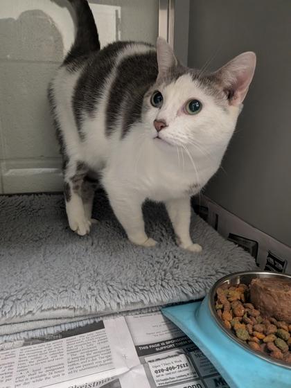 Enlarge Dory, a Adoptable mixed breed in Louisburg, NC image 1/1