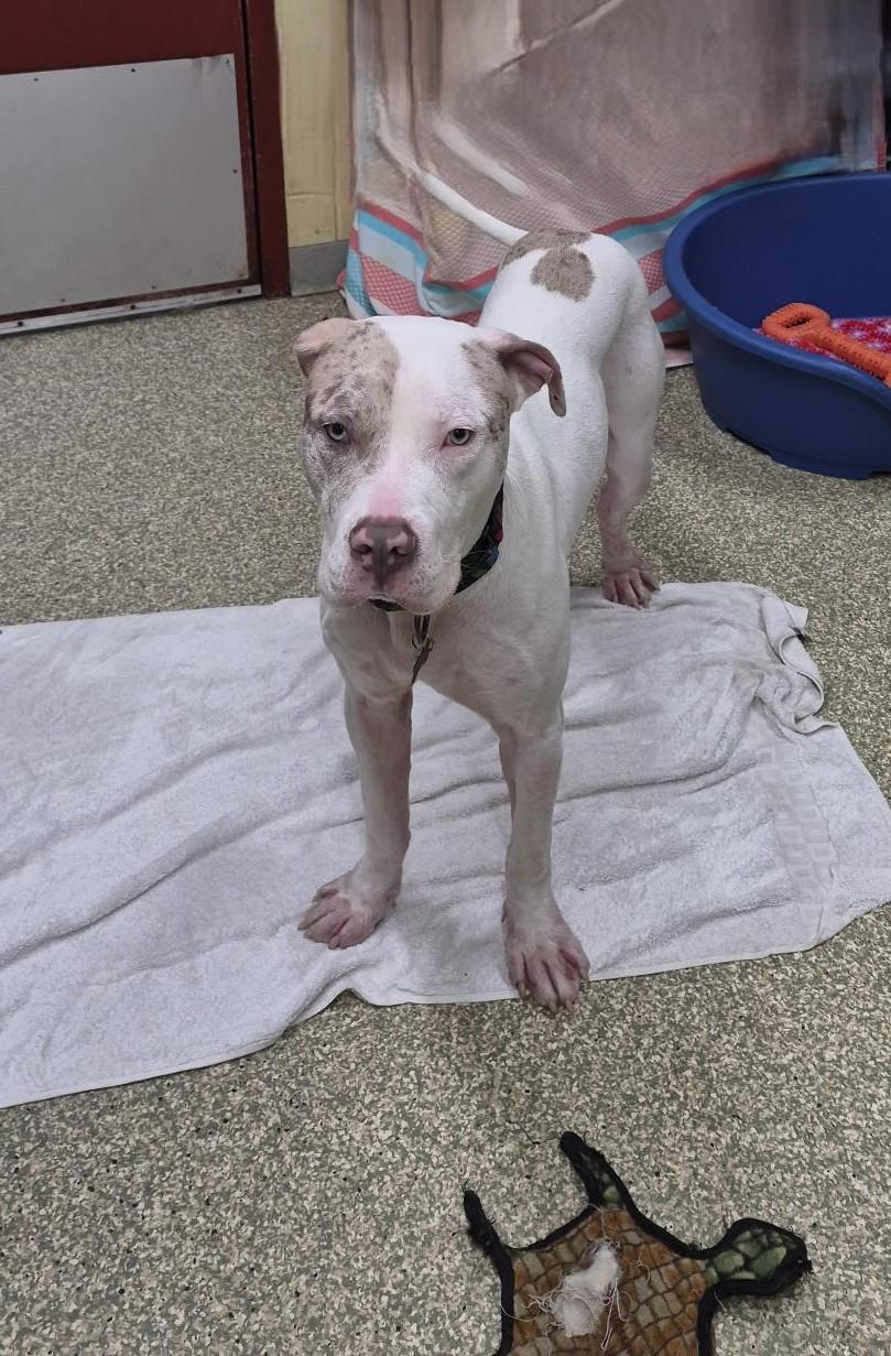 Enlarge Winter, a Adoptable mixed breed in Warwick, RI image 3/3