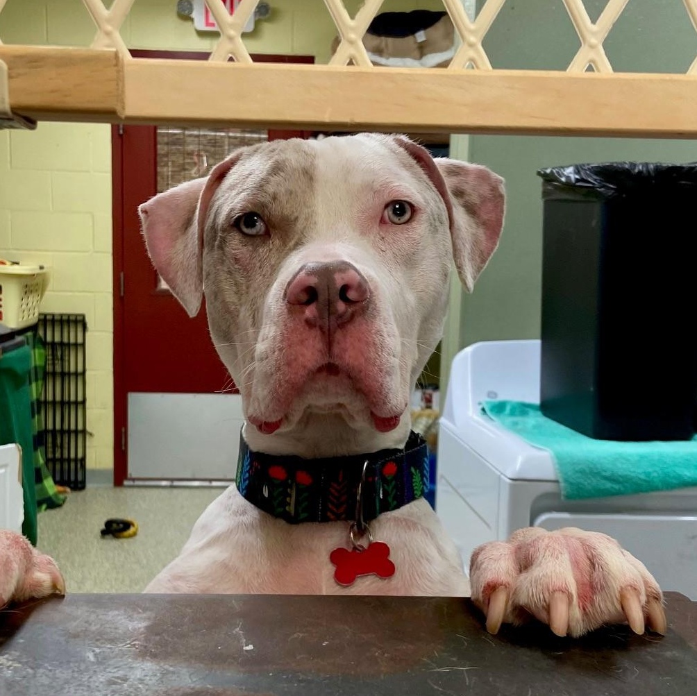 Enlarge Winter, a Adoptable mixed breed in Warwick, RI image 2/3