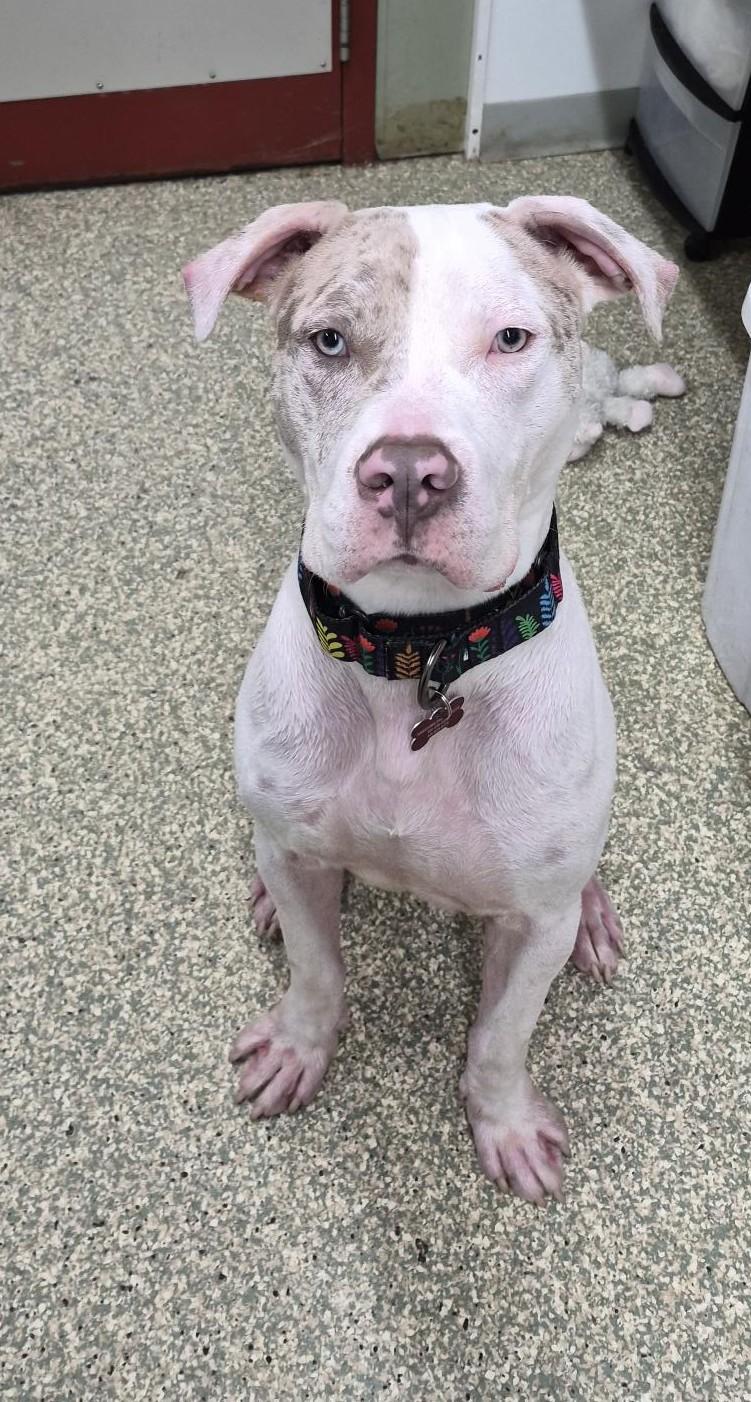 Winter, Adoptable, Young Male Pit Bull Terrier & Great Dane.