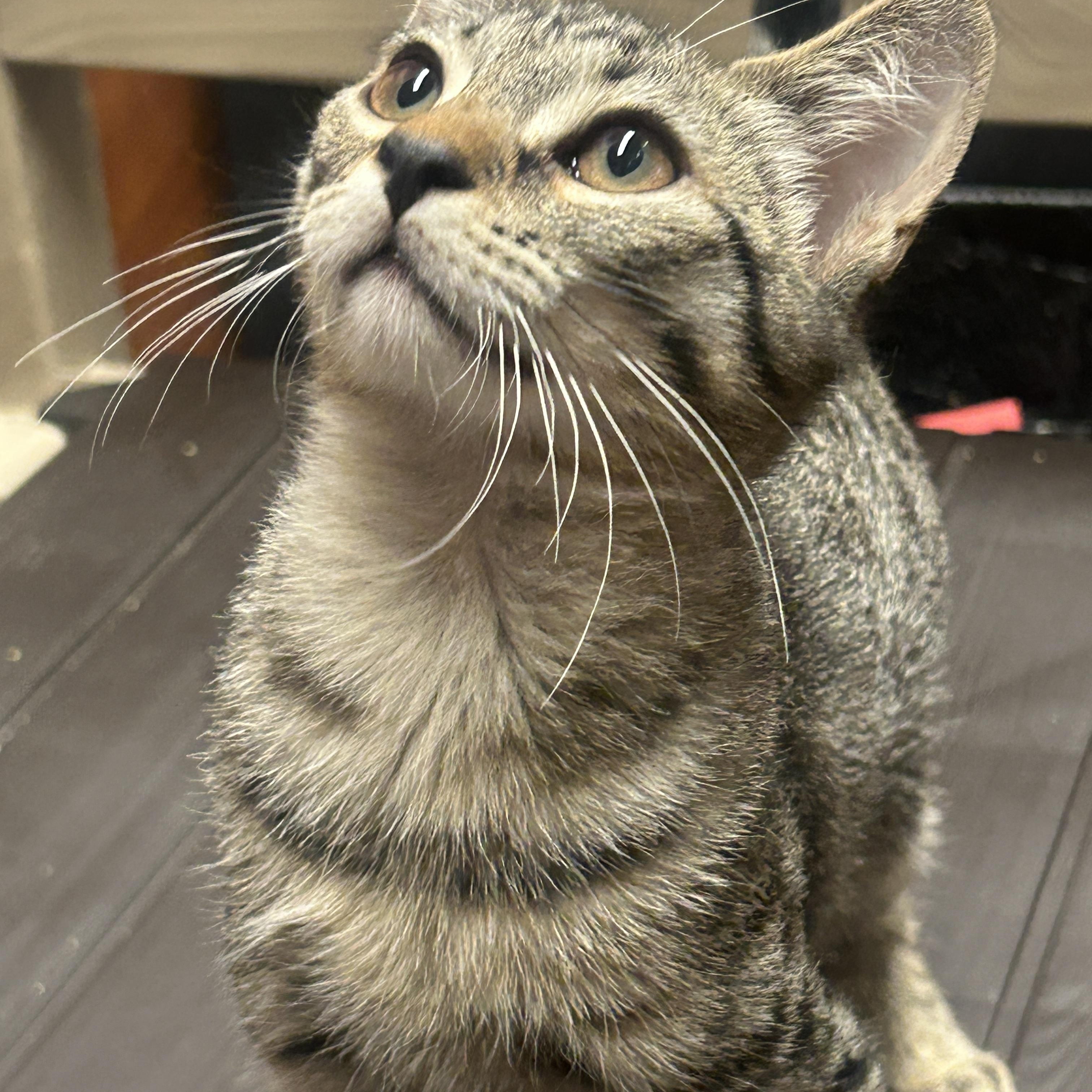 Enlarge Chicken a-la-king and Chunky Beef, an adopted Domestic Short Hair in Fairfax, VA image 3/5