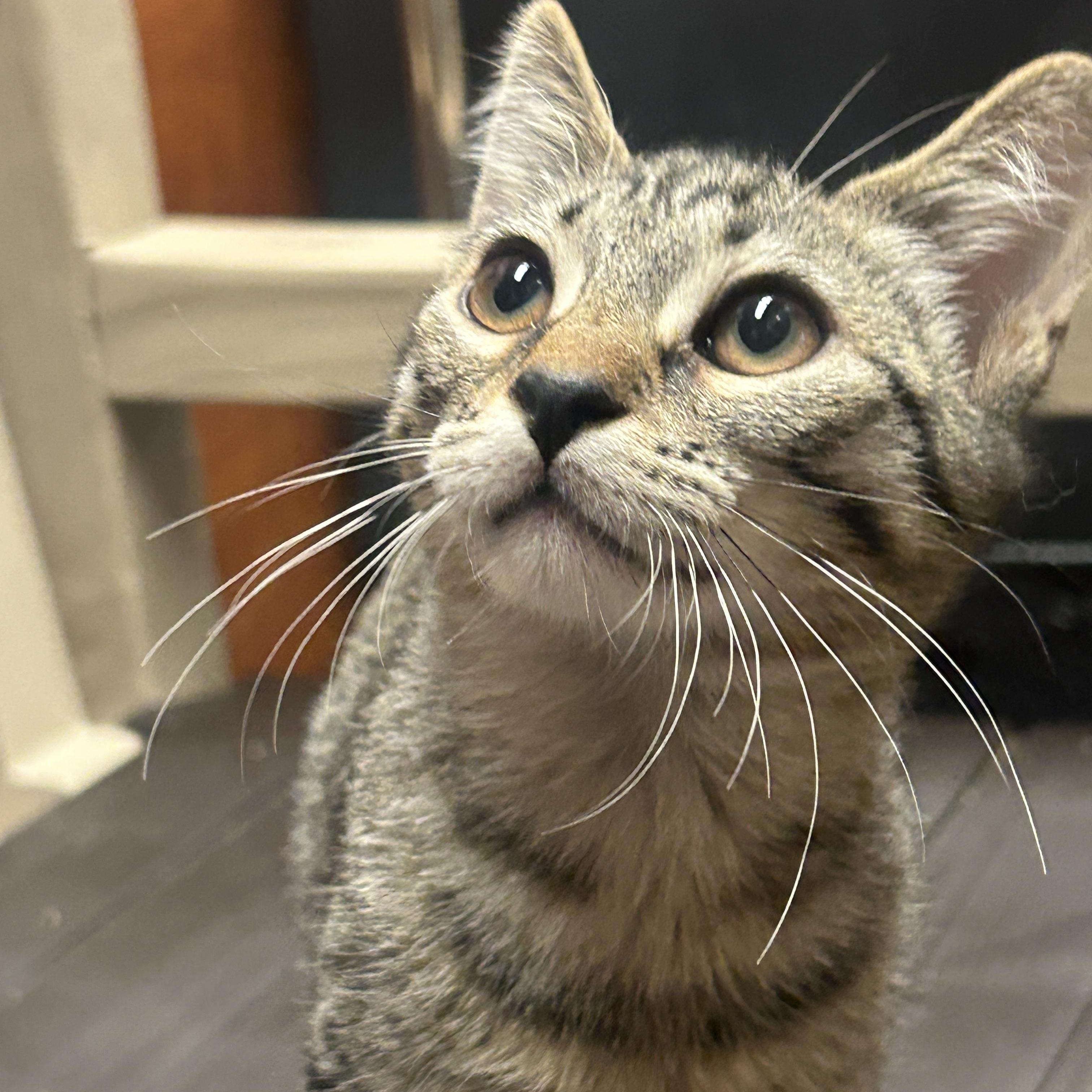 Enlarge Chicken a-la-king and Chunky Beef, an adopted Domestic Short Hair in Fairfax, VA image 4/5