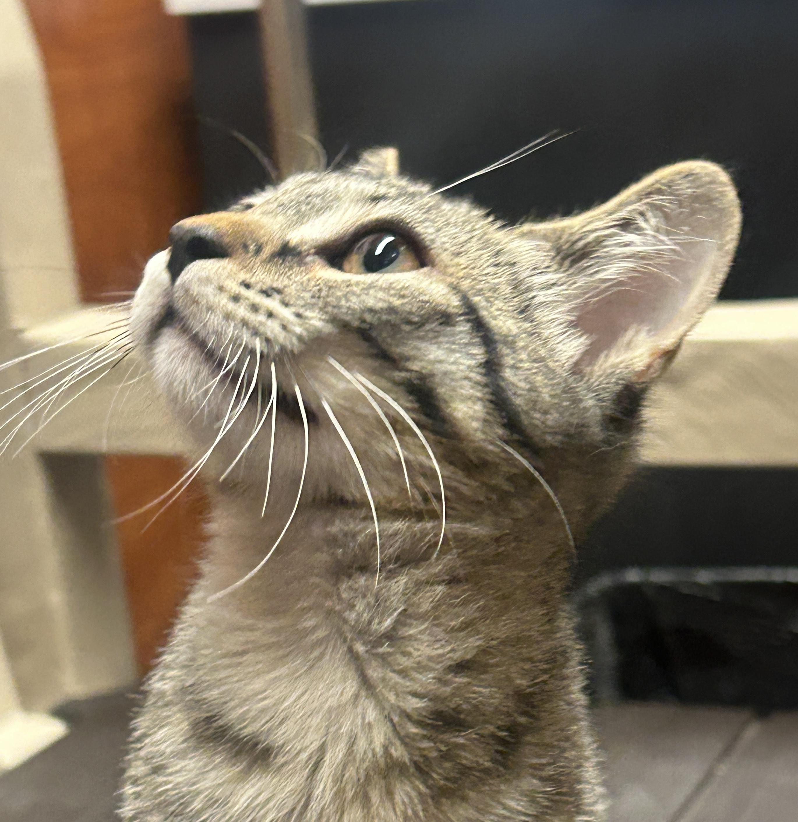 Enlarge Chicken a-la-king and Chunky Beef, an adopted Domestic Short Hair in Fairfax, VA image 5/5