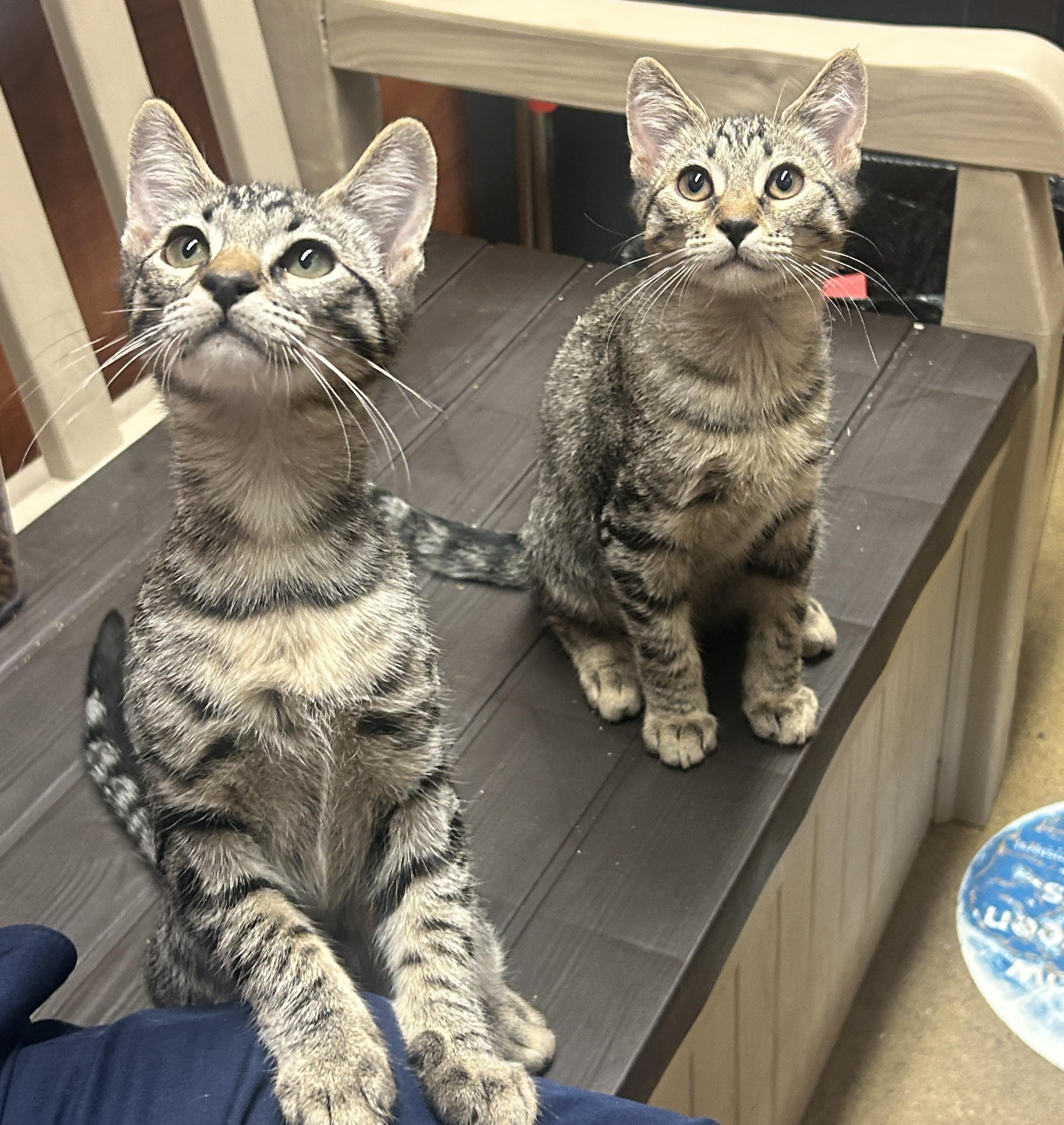 Enlarge Chicken a-la-king and Chunky Beef, an adopted Domestic Short Hair in Fairfax, VA image 1/5