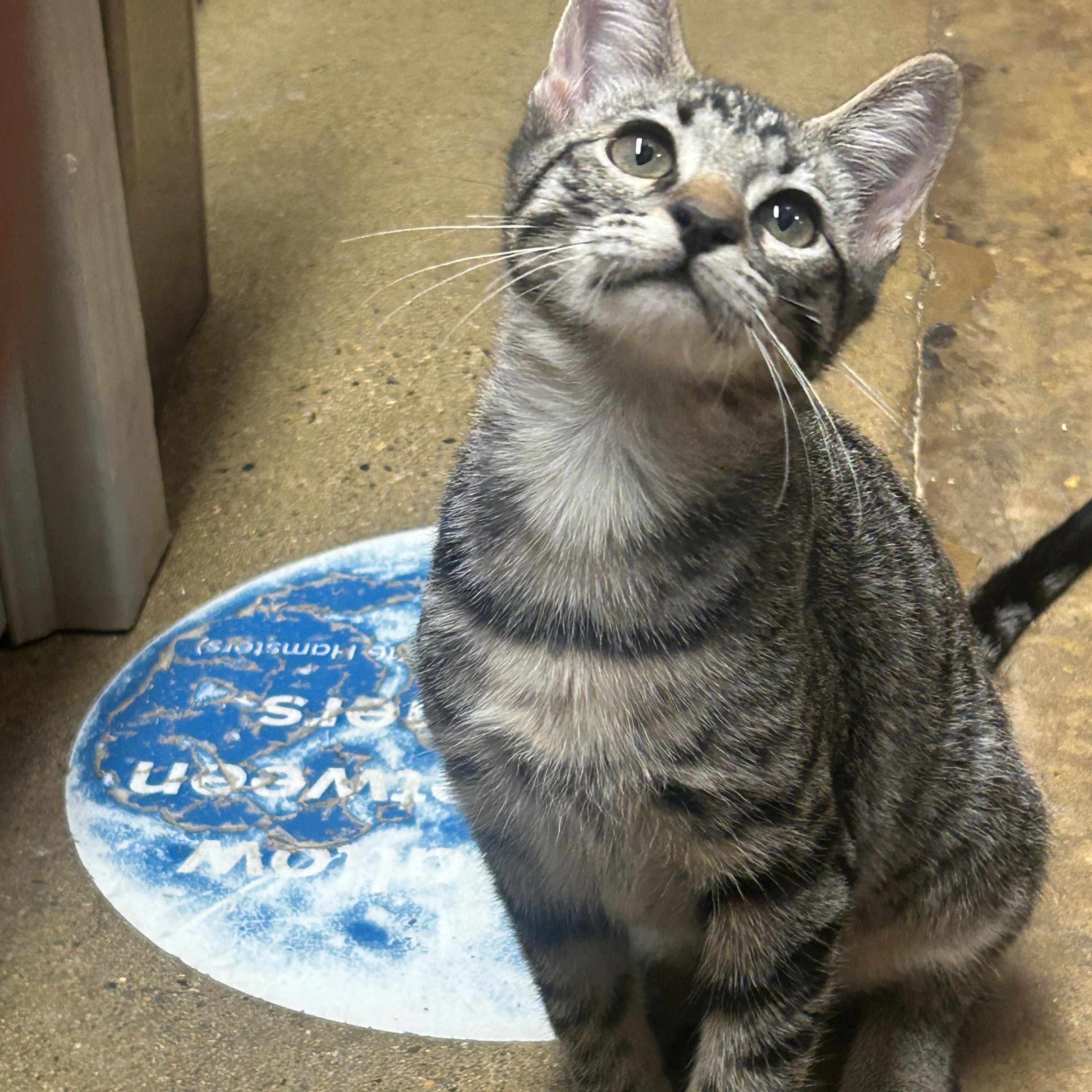 Enlarge Chicken a-la-king and Chunky Beef, an adopted Domestic Short Hair in Fairfax, VA image 2/5