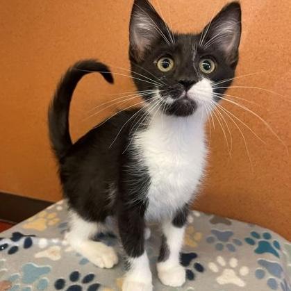 Priscilla, adopted, Kitten Female Domestic Short Hair.