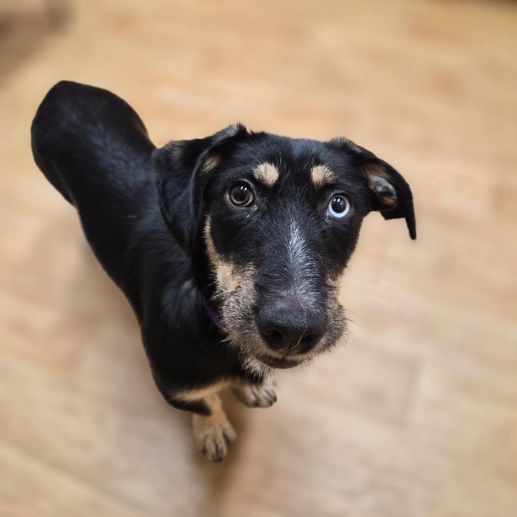 Marlee, a Adoptable mixed breed in Woodstock, IL image 1/3