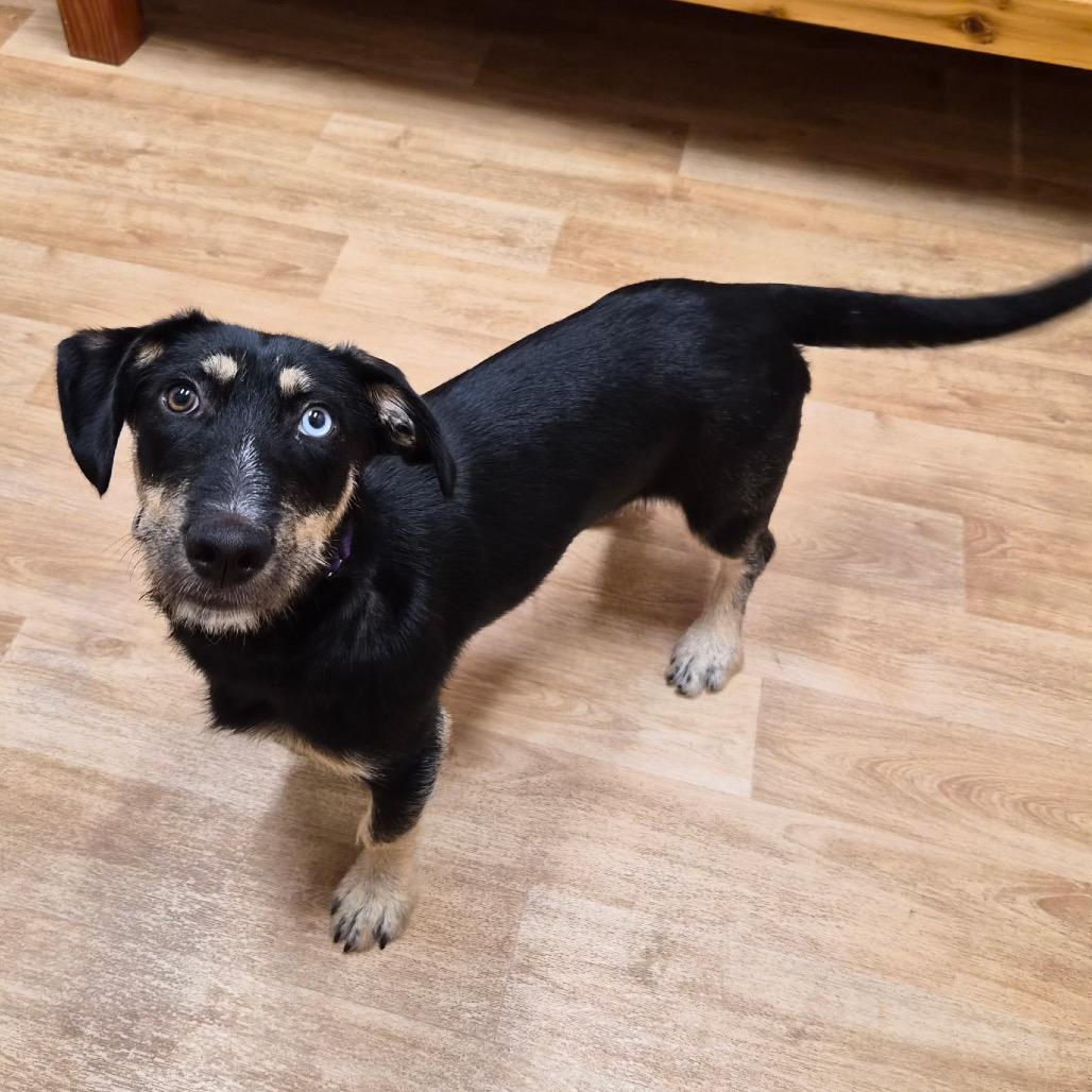 Marlee, a Adoptable mixed breed in Woodstock, IL image 2/3