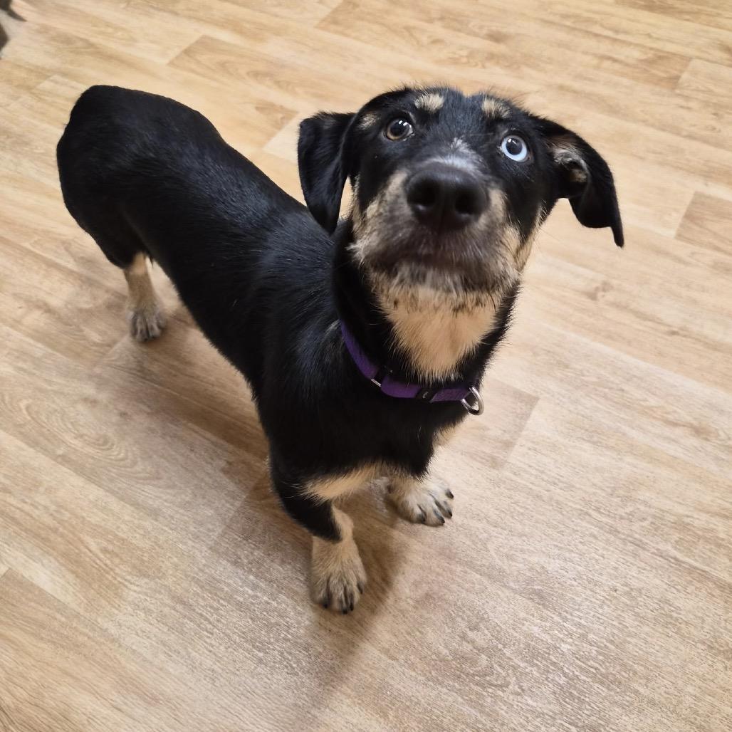 Marlee, a Adoptable mixed breed in Woodstock, IL image 3/3