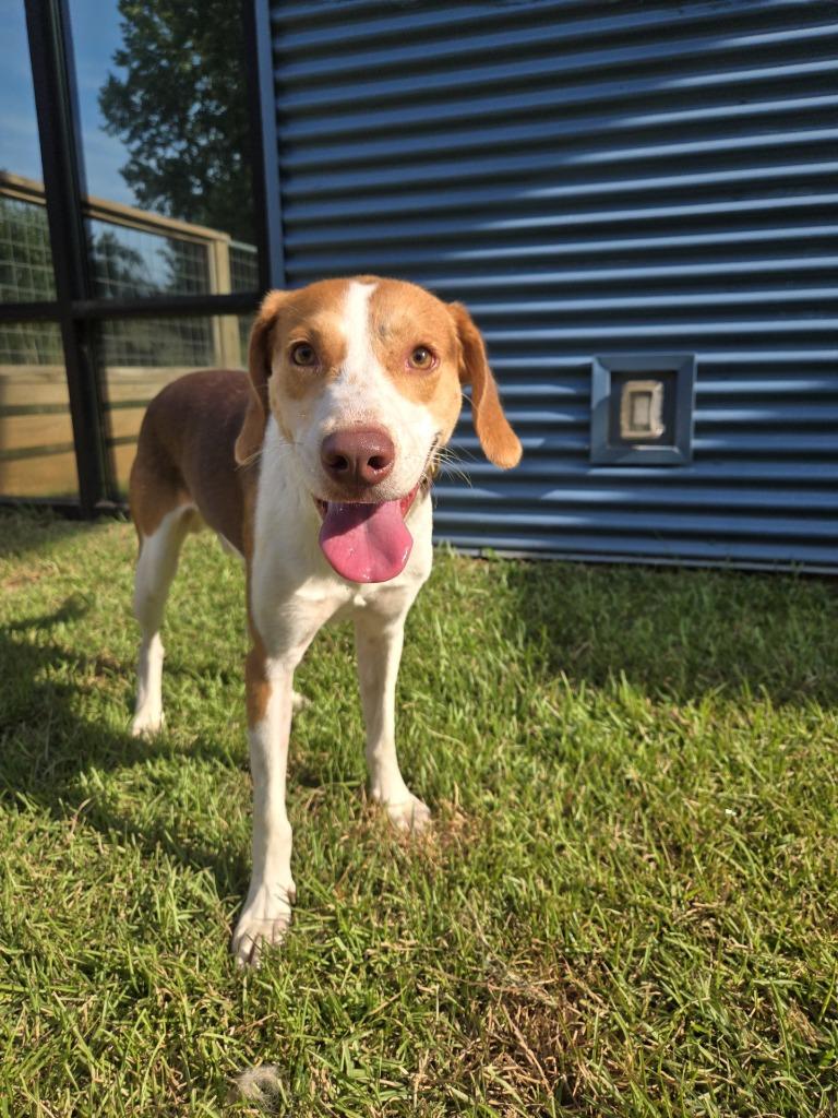 Enlarge Goofy Goober, a Adoptable mixed breed in Ruston, LA image 1/5