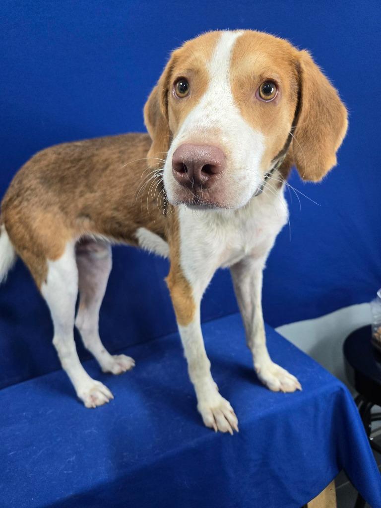 Enlarge Goofy Goober, a Adoptable mixed breed in Ruston, LA image 1/5