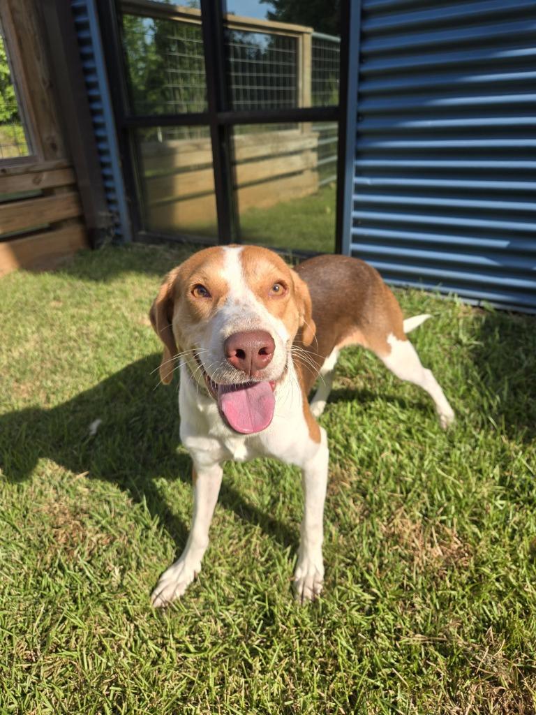 Enlarge Goofy Goober, a Adoptable mixed breed in Ruston, LA image 2/5
