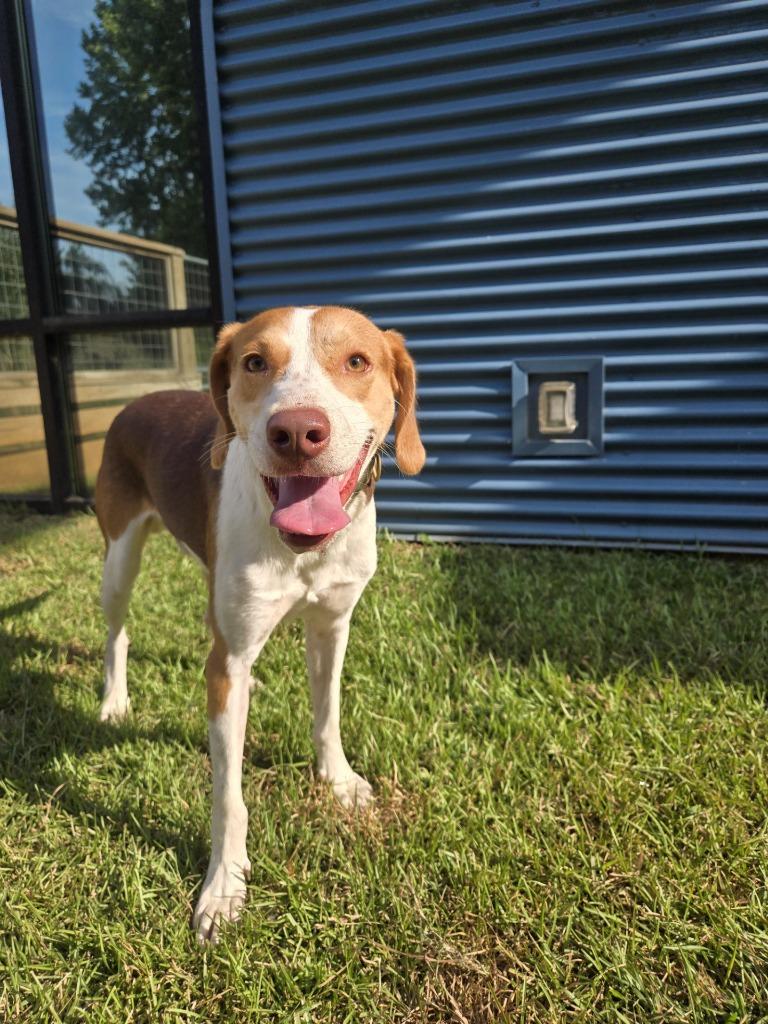 Enlarge Goofy Goober, a Adoptable mixed breed in Ruston, LA image 3/5
