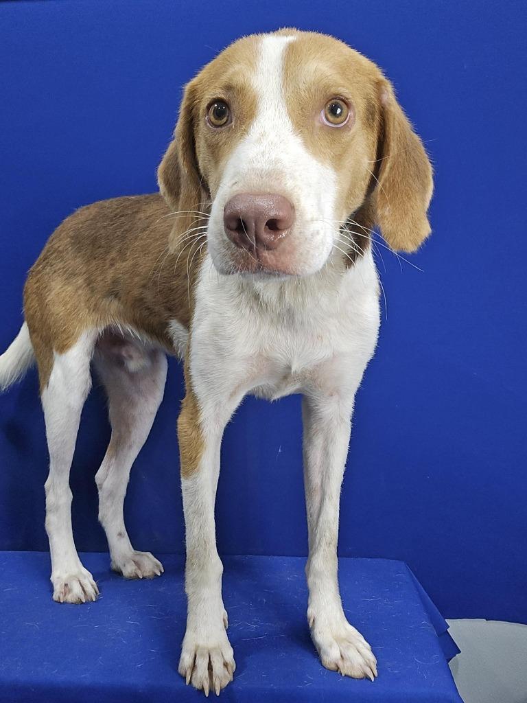 Enlarge Goofy Goober, a Adoptable mixed breed in Ruston, LA image 3/5