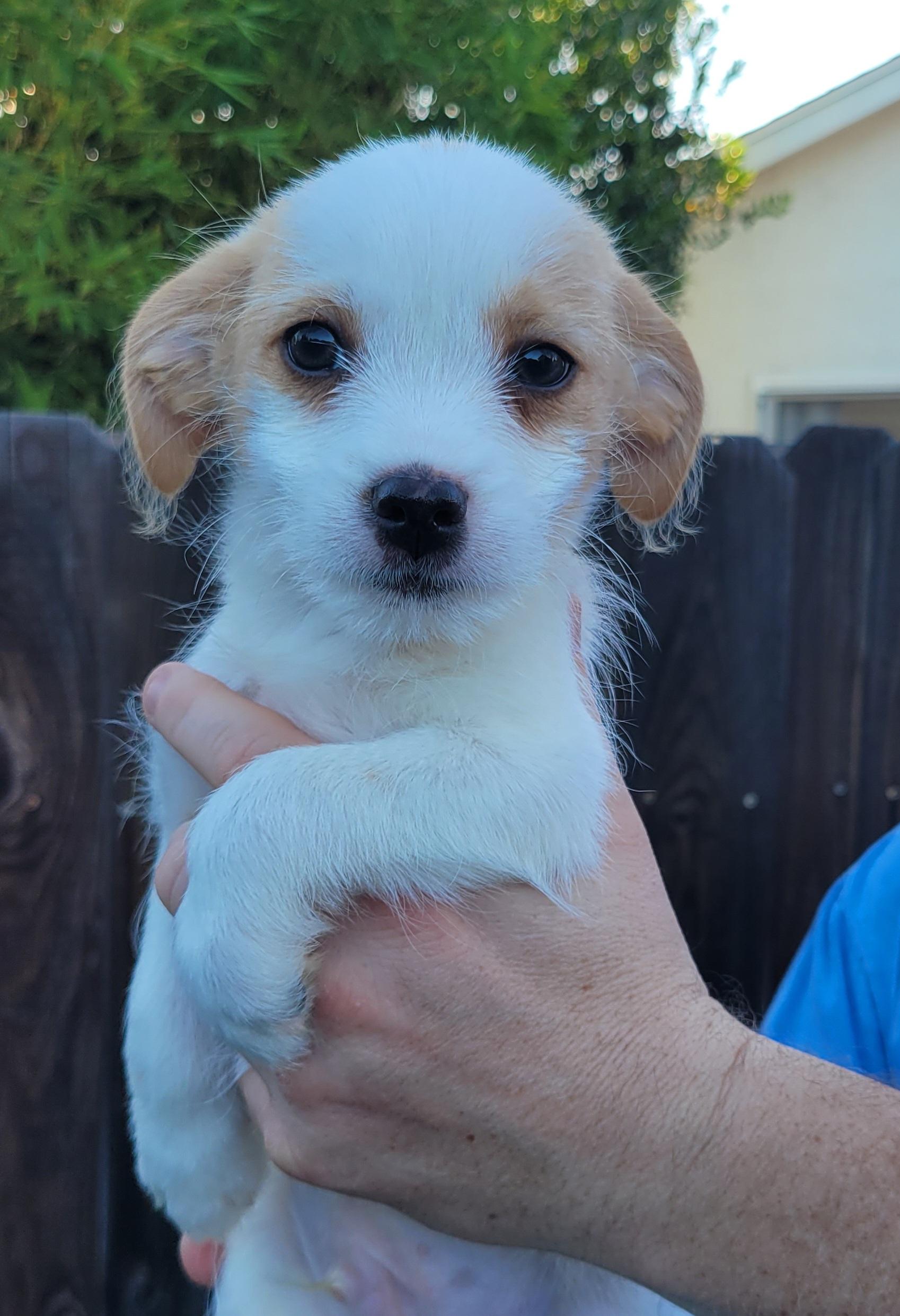 Baquette, Baby Female Jack Russell Terrier