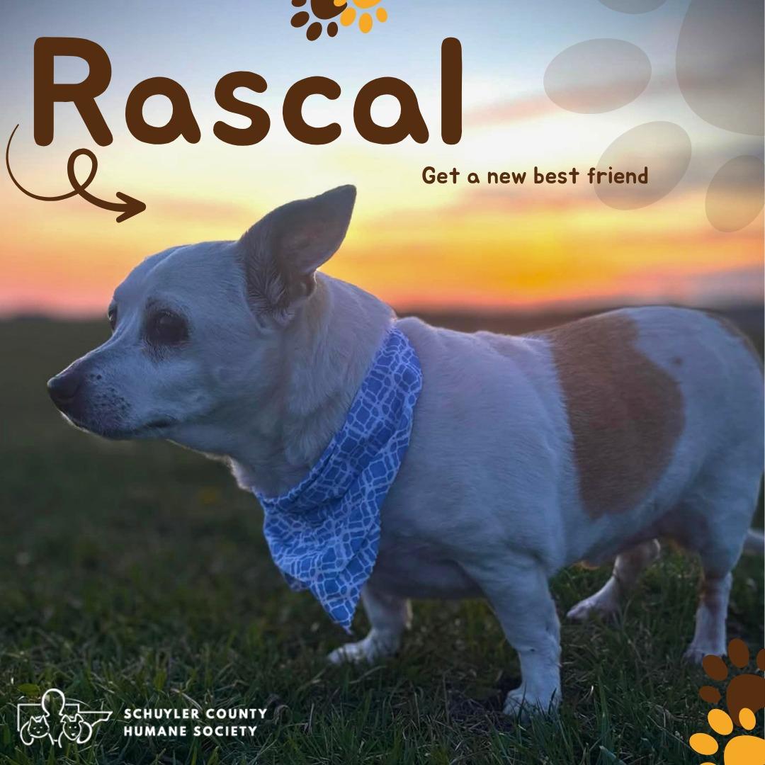 Rascal - Adopted | Petfinder