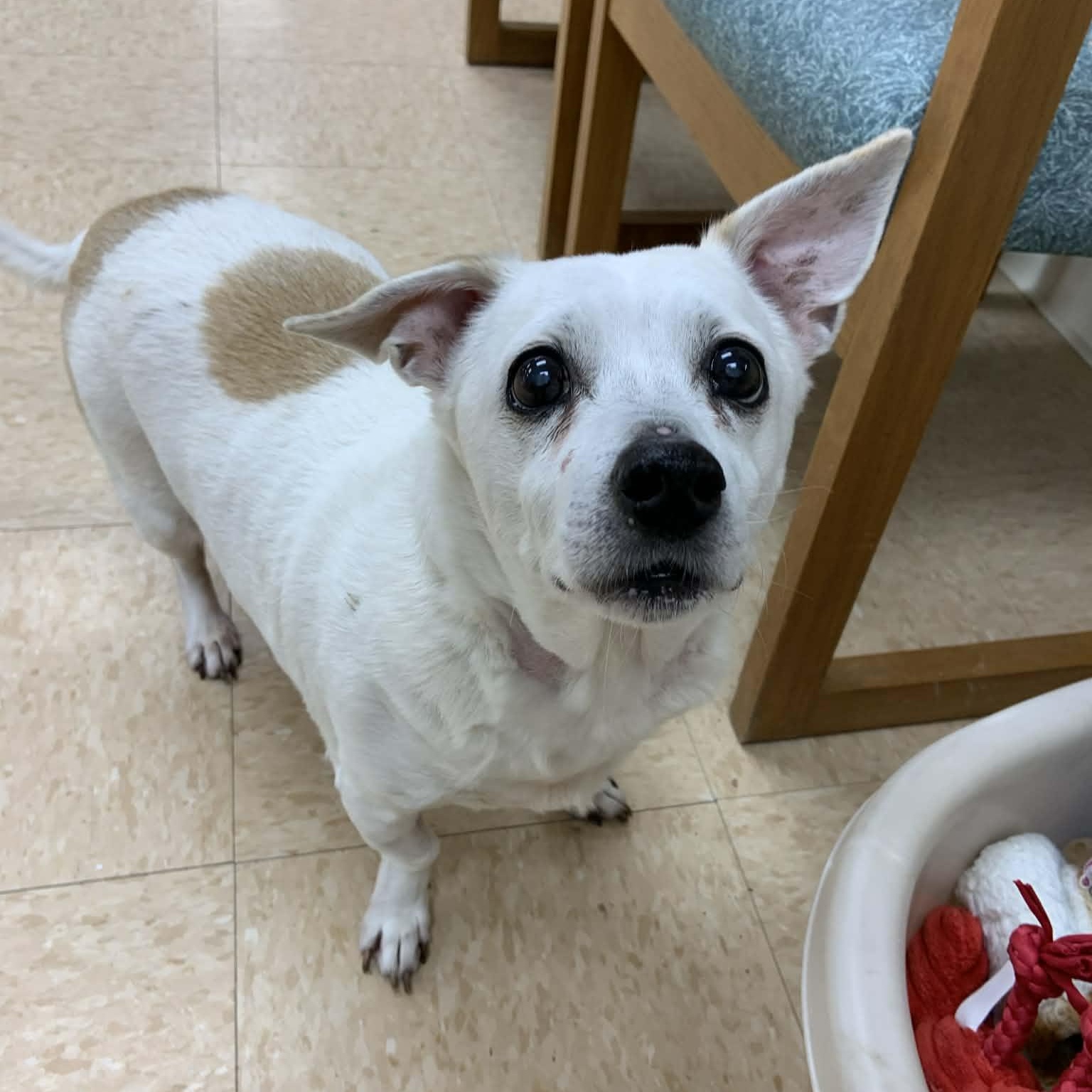 Rascal — thumbnail 2