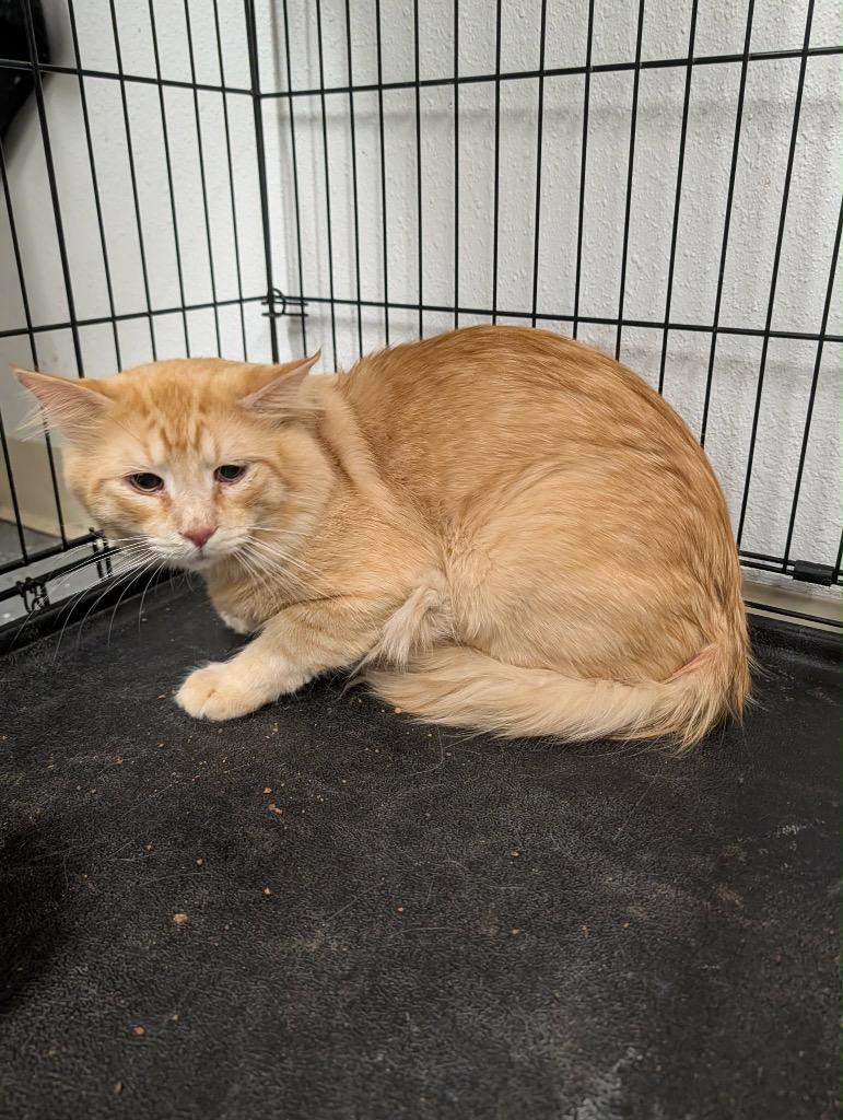 Lopez, Adopted, Young Male Tabby.