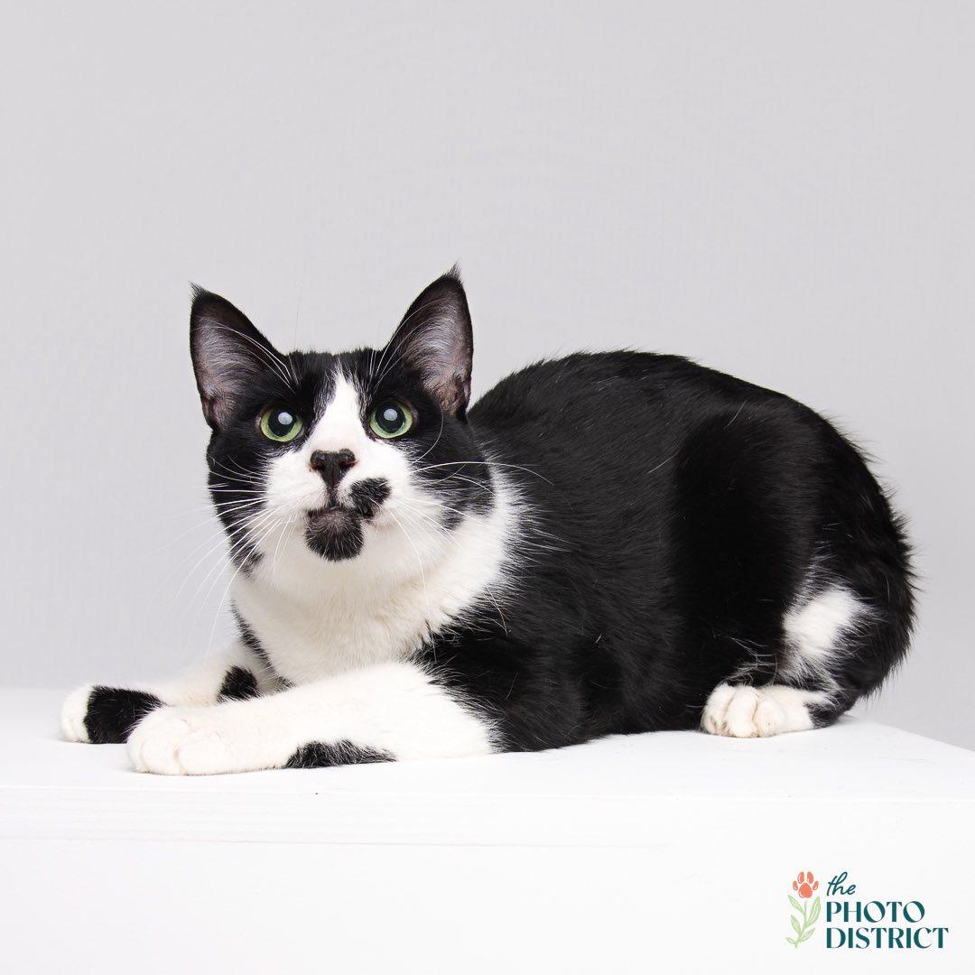 Enlarge Wolfy, a Adopted Domestic Short Hair in Wilmington, NC image 1/1