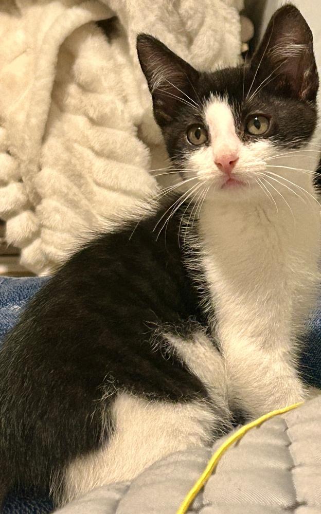 Leaf, Adoptable, Kitten Male Domestic Short Hair.