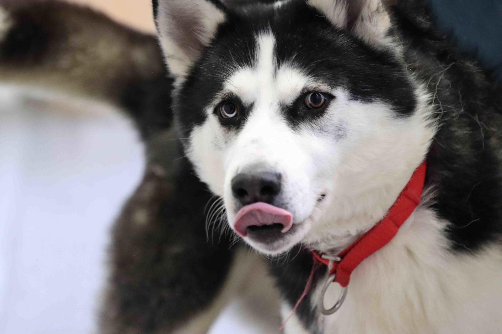 Auspicious, Adoptable, Adult Male Siberian Husky.