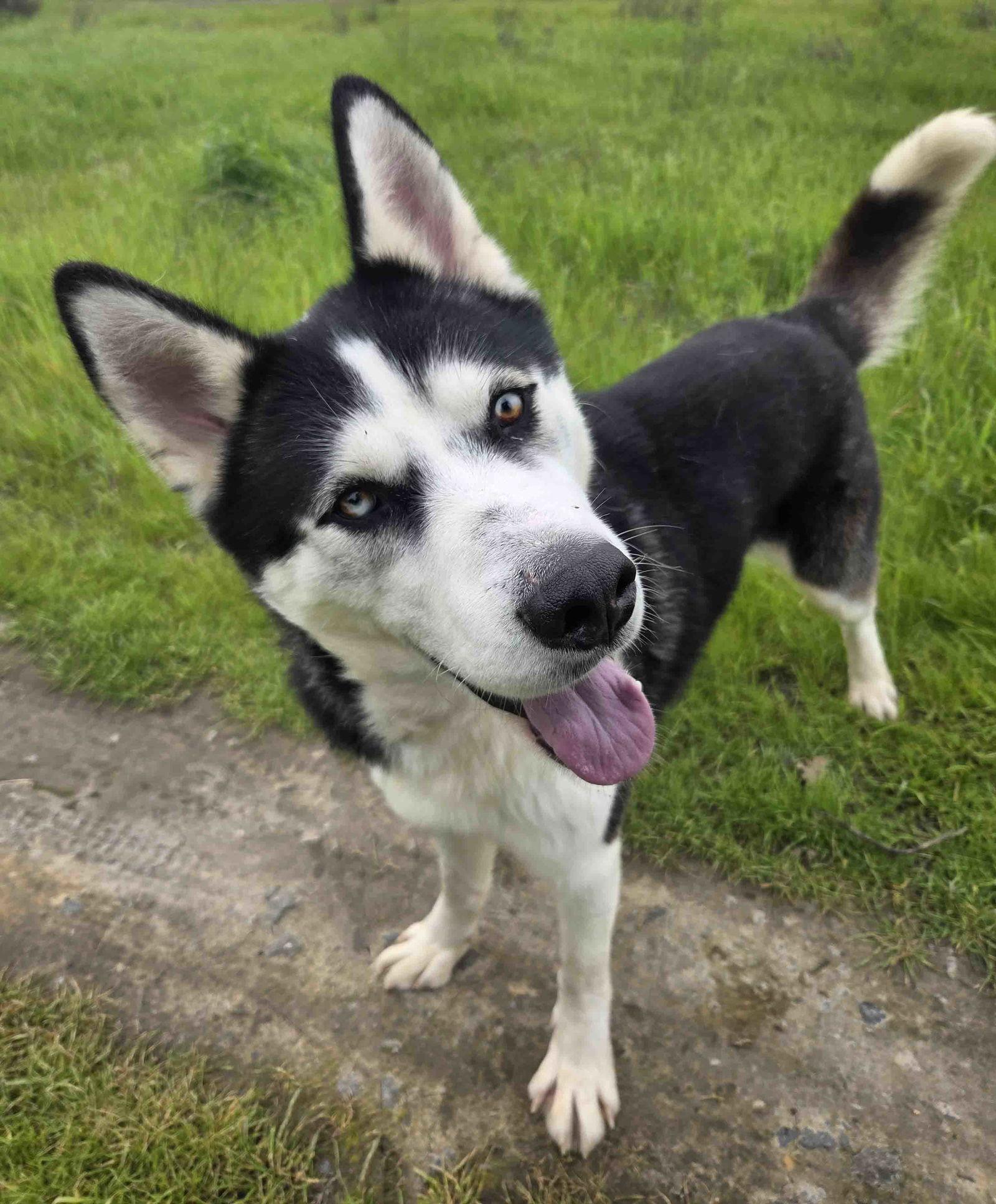 Enlarge Auspicious, a Adoptable Siberian Husky in Walnut Creek, CA image 2/3