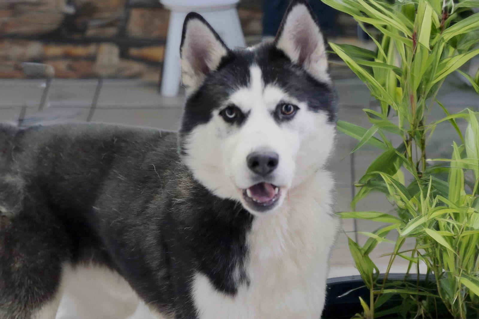 Enlarge Auspicious, a Adoptable Siberian Husky in Walnut Creek, CA image 3/3