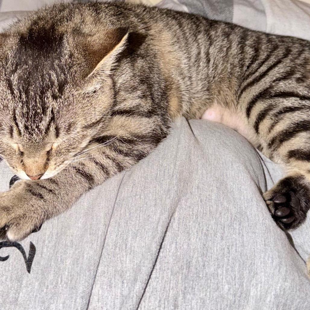 Enlarge Mojave, a Adoptable Domestic Short Hair in Talent, OR image 1/6