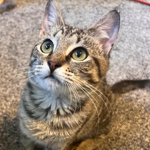 Enlarge Mojave, a Adoptable Domestic Short Hair in Talent, OR image 2/6