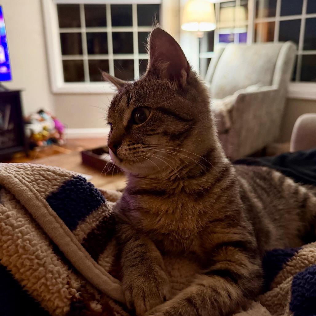 Enlarge Mojave, a Adoptable Domestic Short Hair in Talent, OR image 3/6