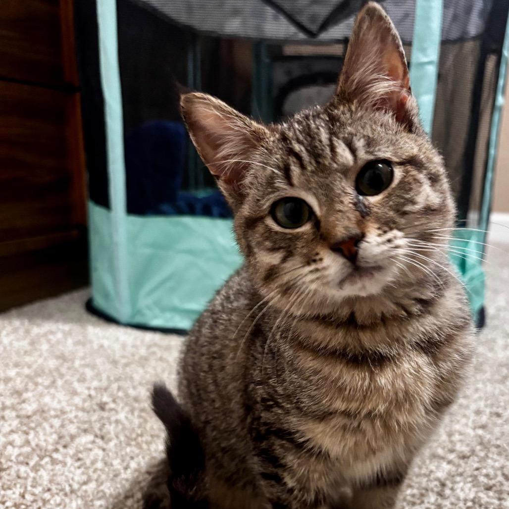 Enlarge Mojave, a Adoptable Domestic Short Hair in Talent, OR image 4/6
