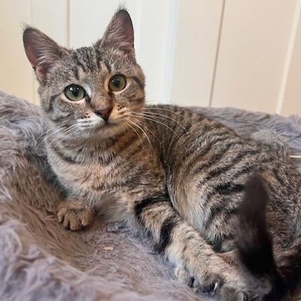 Enlarge Mojave, a Adoptable Domestic Short Hair in Talent, OR image 5/6