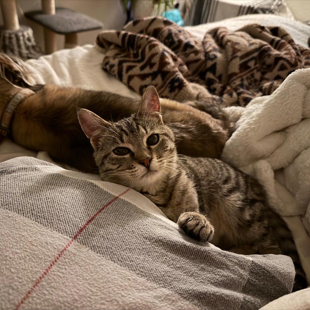 Enlarge Mojave, a Adoptable Domestic Short Hair in Talent, OR image 6/6