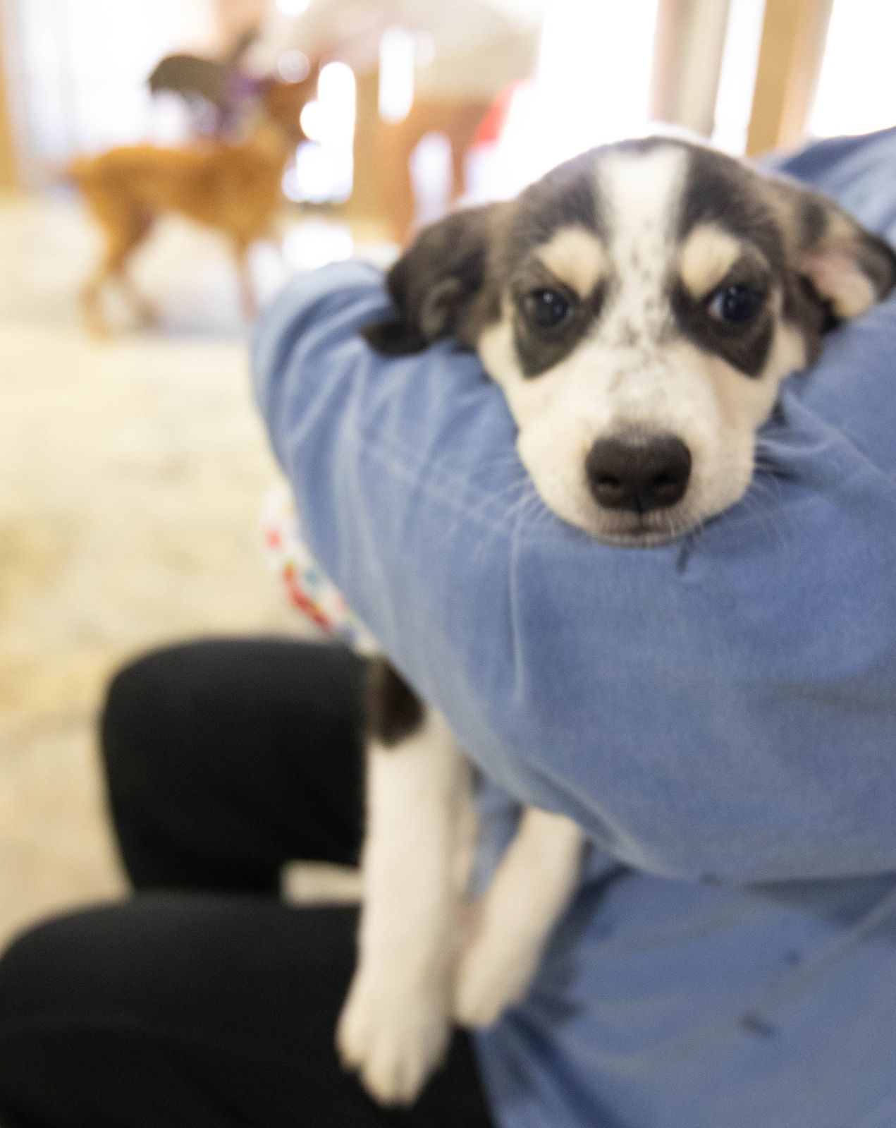 Phoebe, Adopted, Young Female English Shepherd.