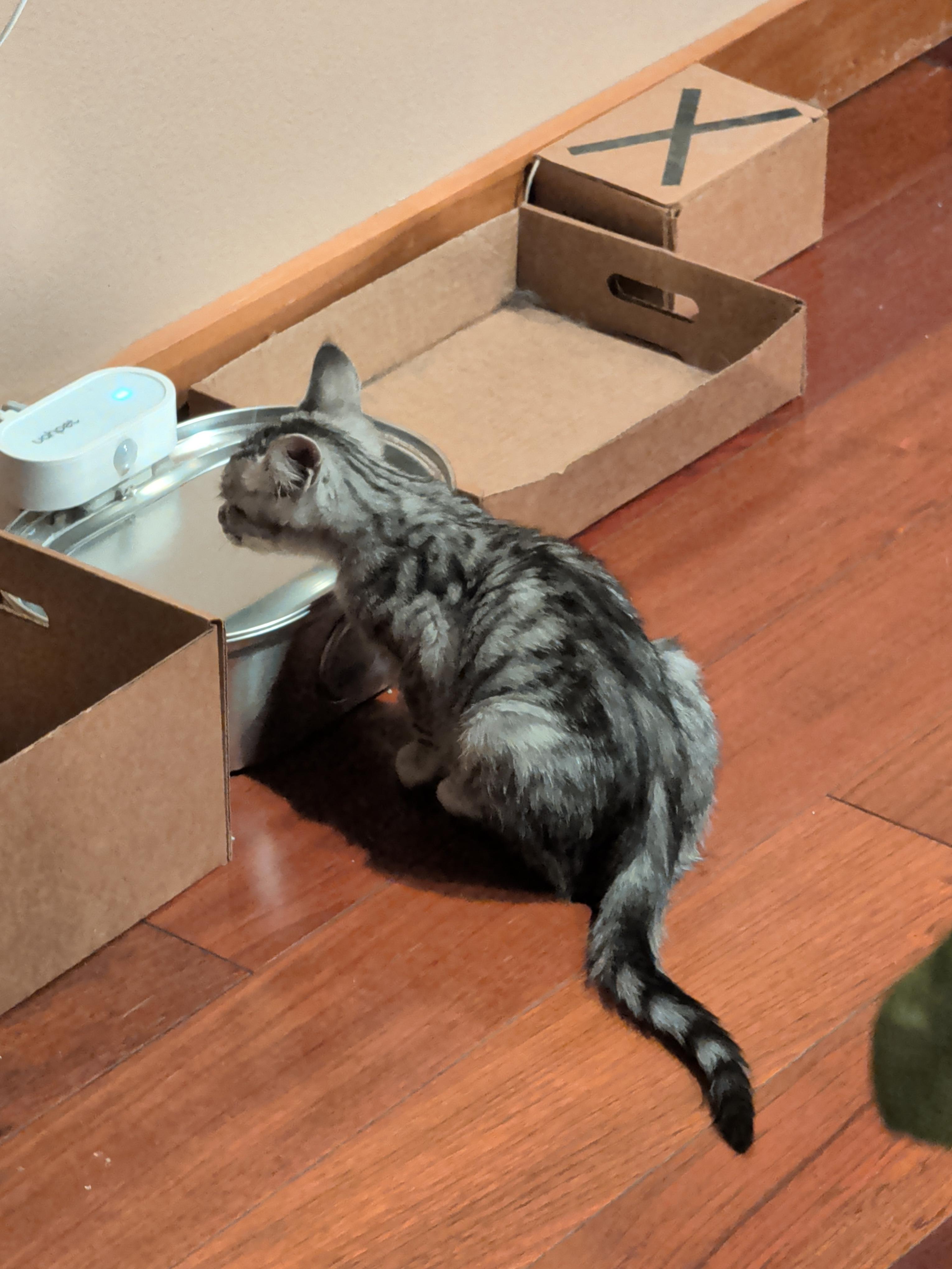 Goofball, Adoptable, Young Female Tabby.