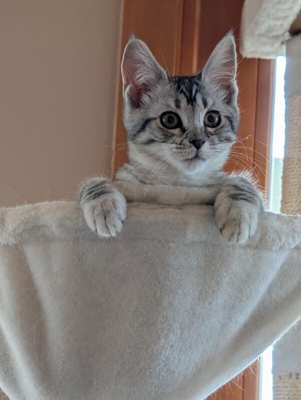 Enlarge Goofball, a Adoptable Tabby in Kennewick, WA image 2/6
