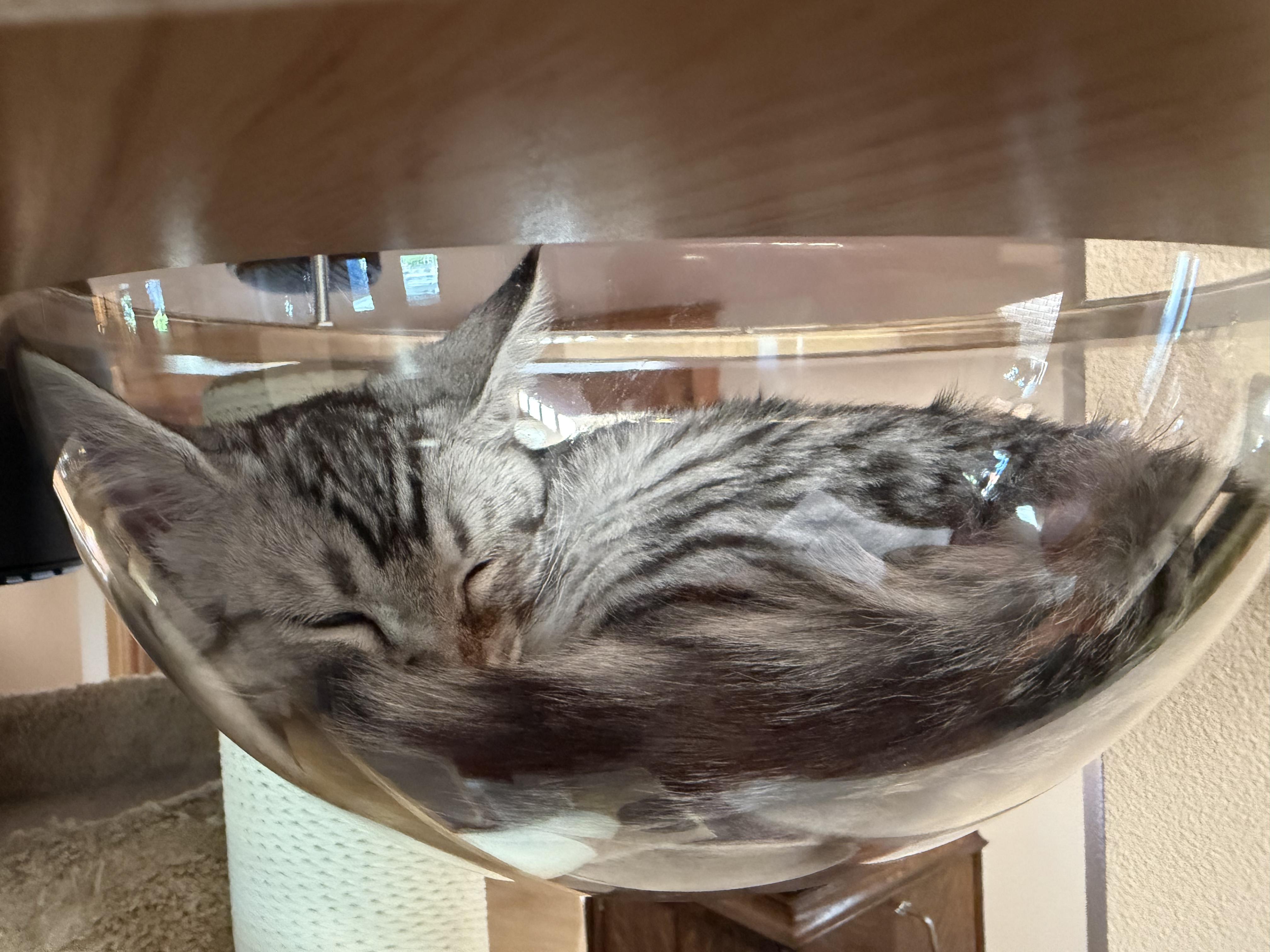 Enlarge Goofball, a Adoptable Tabby in Kennewick, WA image 4/6