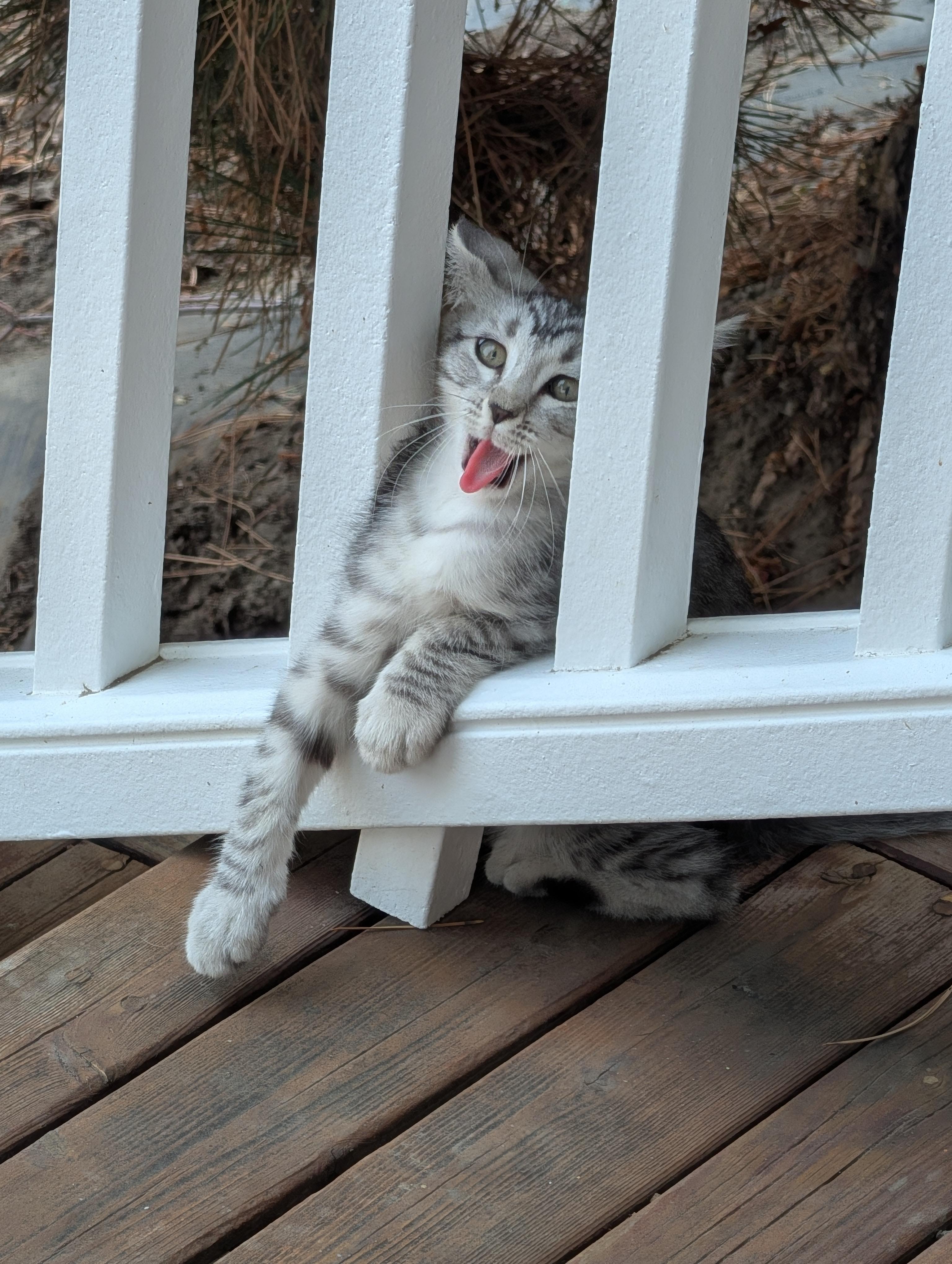 Enlarge Goofball, a Adoptable Tabby in Kennewick, WA image 6/6