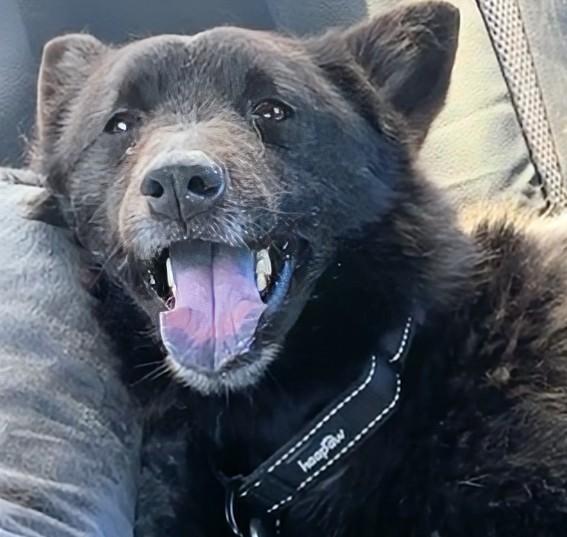 Enlarge Fox, a Adoptable mixed breed in Scottsdale, AZ image 1/1