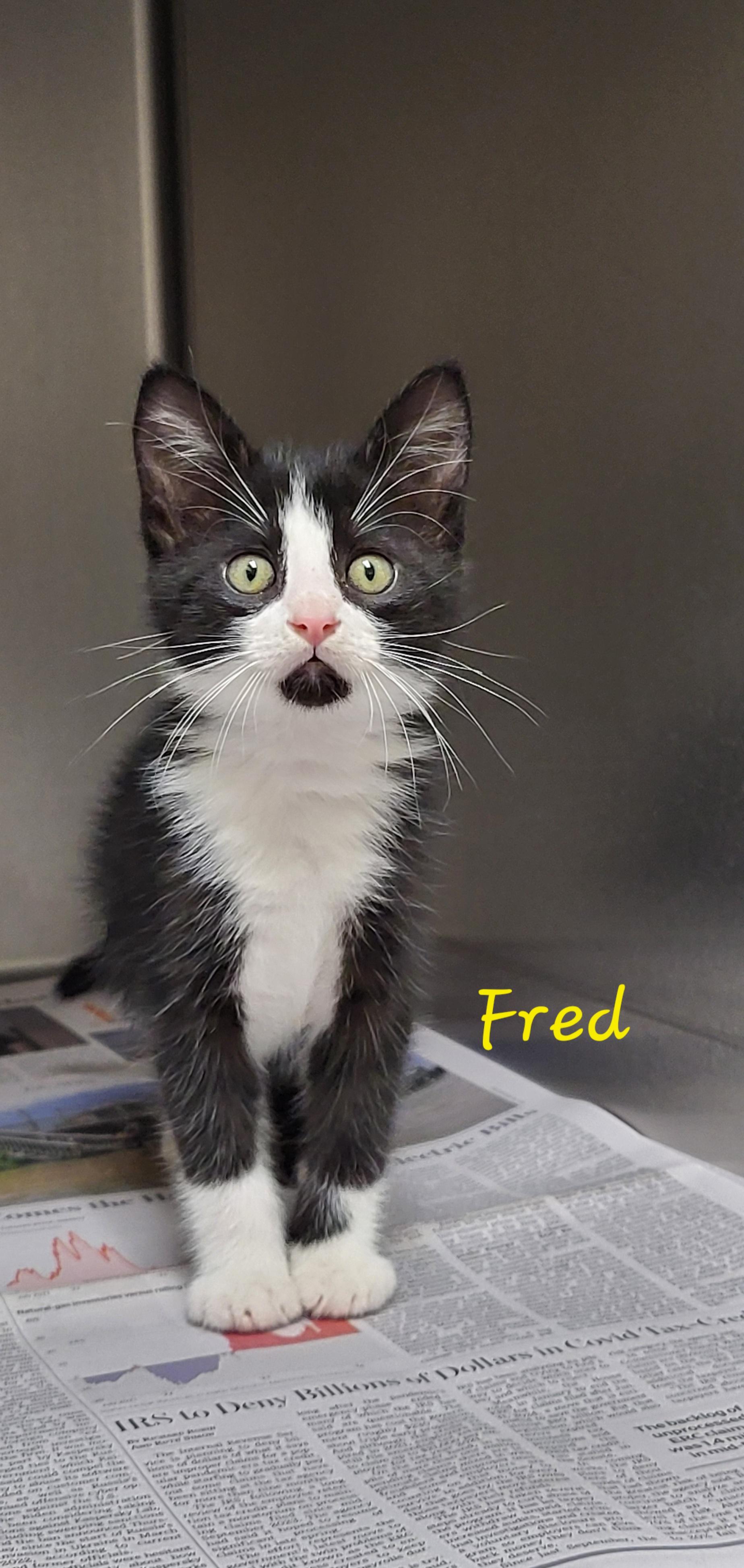 Enlarge Fred, an adopted Domestic Short Hair in Meridian , MS image 1/1