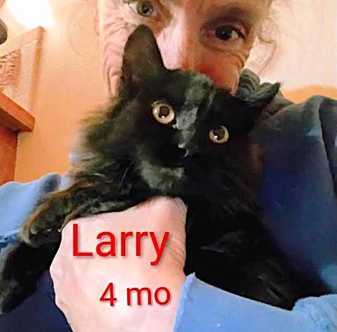 Larry, Adoptable, Kitten Male Domestic Long Hair.
