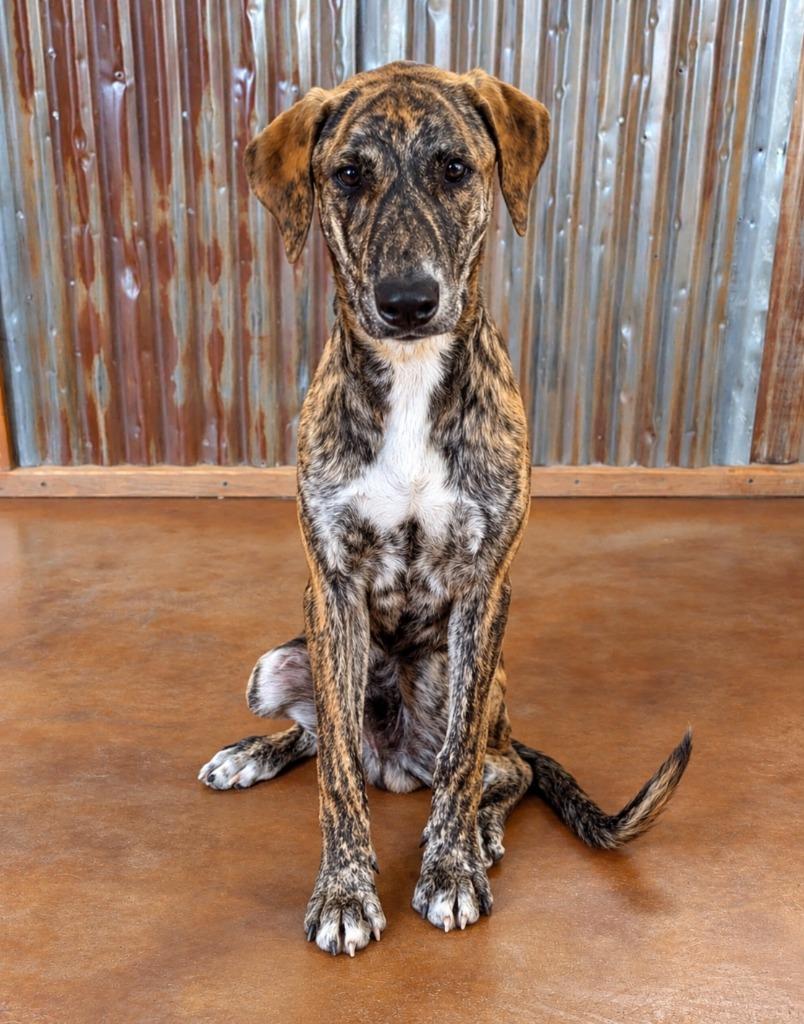 Collin, Adoptable, Young Male Hound & Mixed Breed.