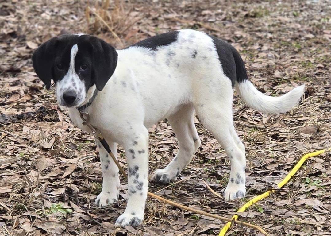 Molly, ADOPTABLE, Young Female Beagle & Anatolian Shepherd.