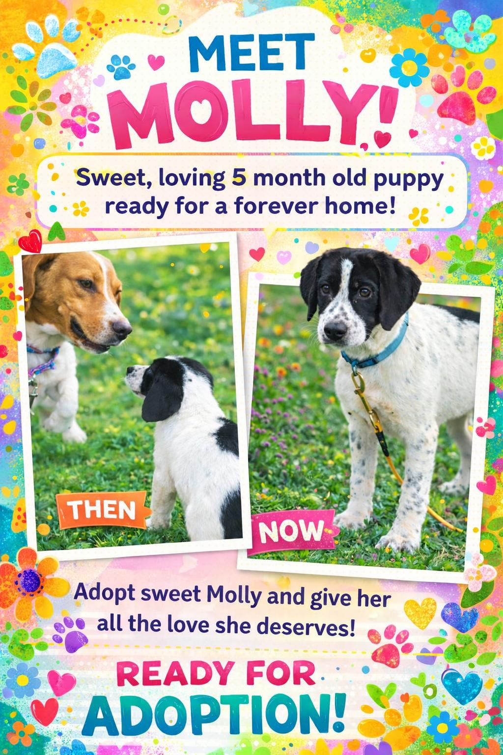 Enlarge Molly, a ADOPTABLE mixed breed in Corinth, MS image 2/2