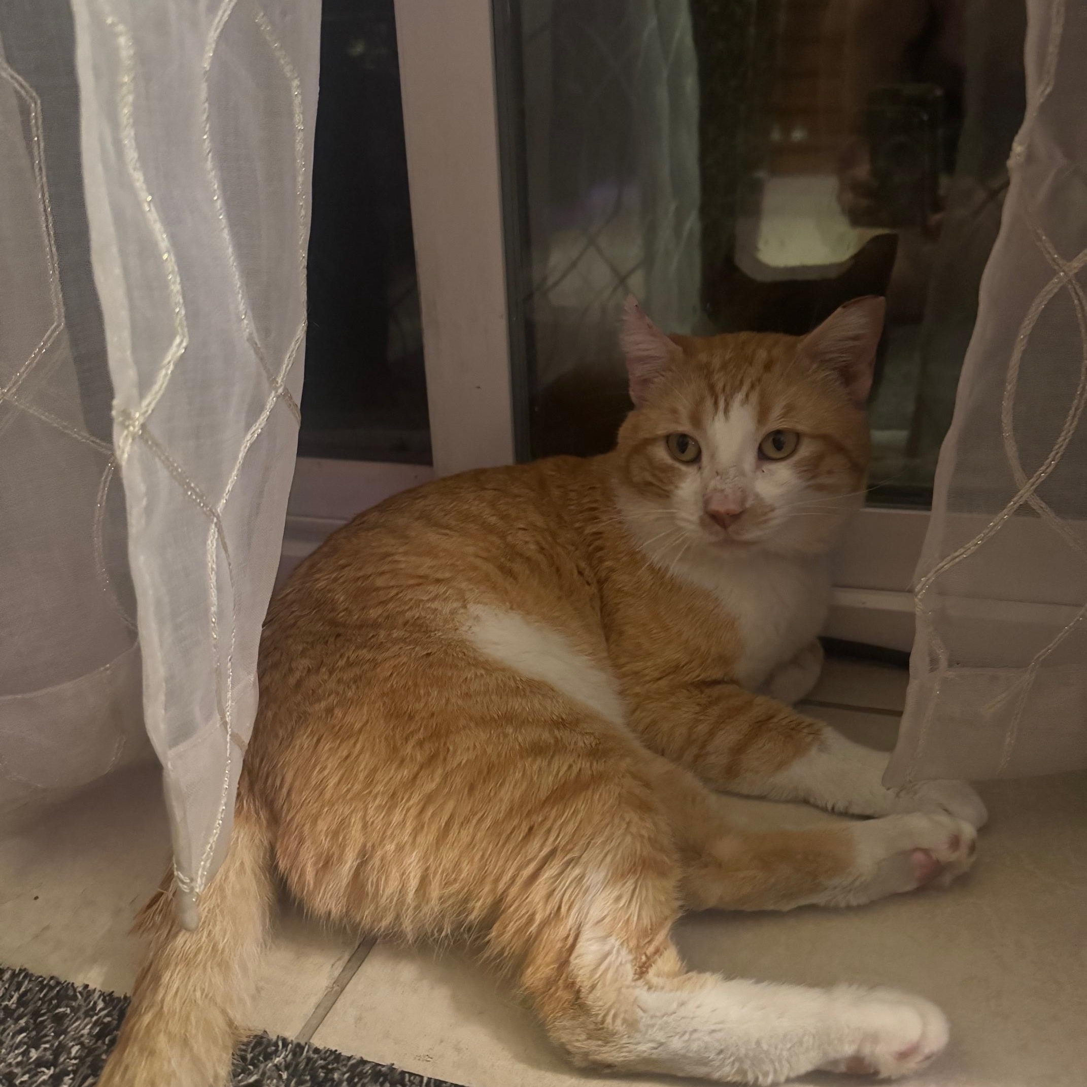 Garfield, Adoptable, Adult Male Domestic Short Hair.