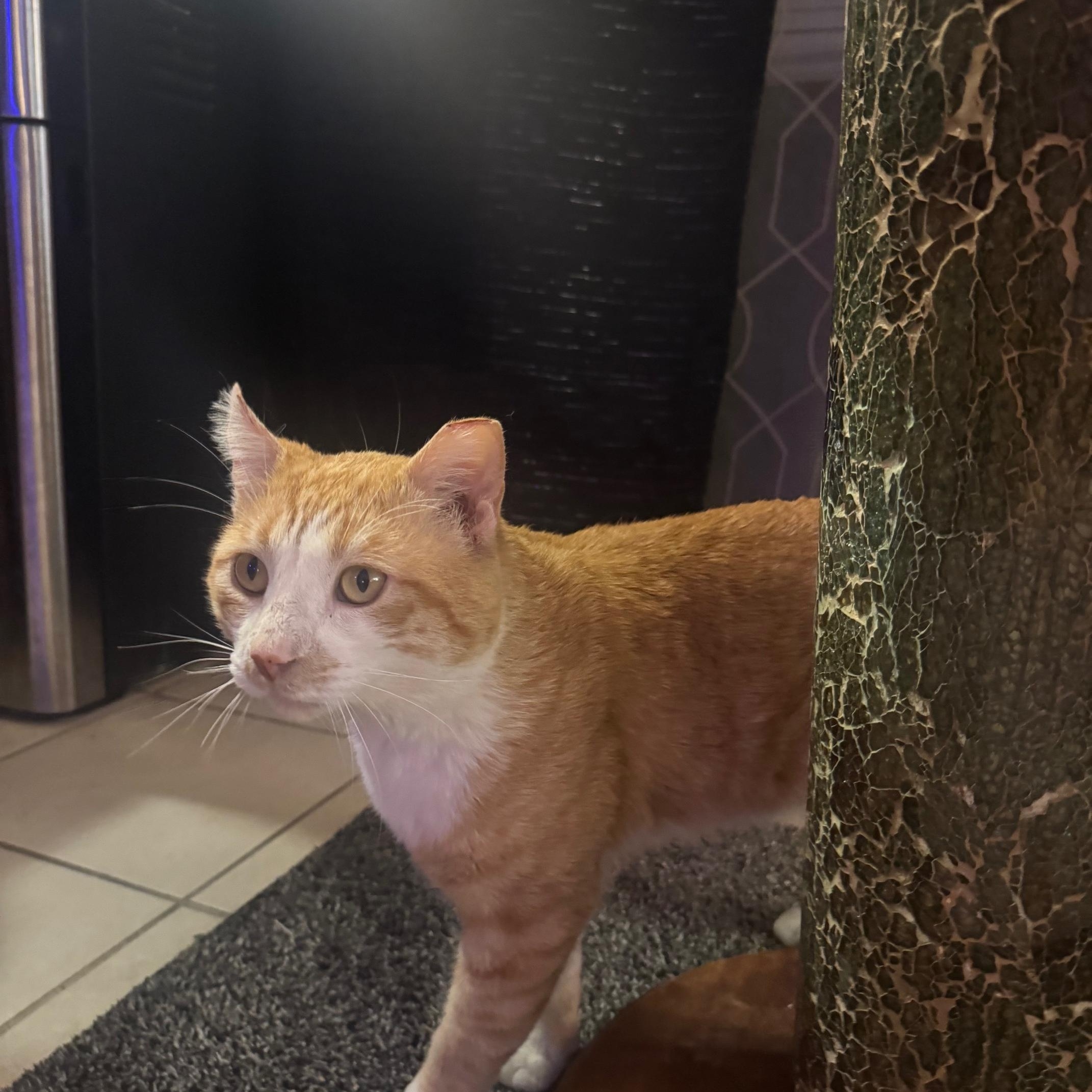 Enlarge Garfield, a Adoptable Domestic Short Hair in Lodi, CA image 2/4