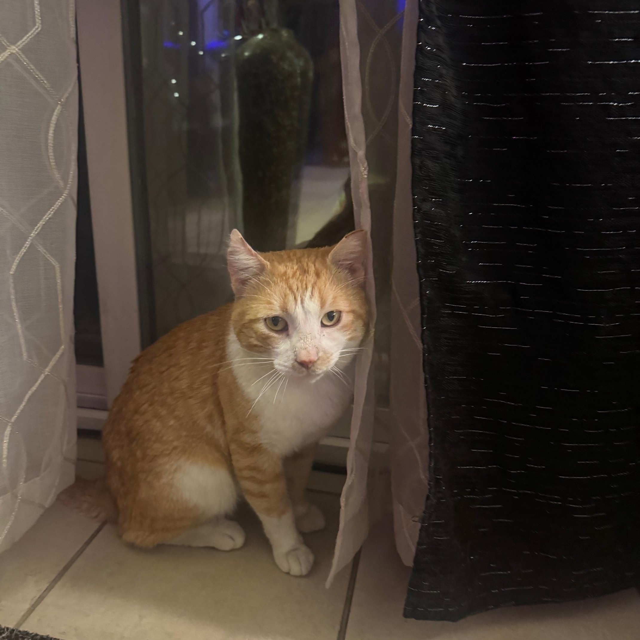 Enlarge Garfield, a Adoptable Domestic Short Hair in Lodi, CA image 3/4