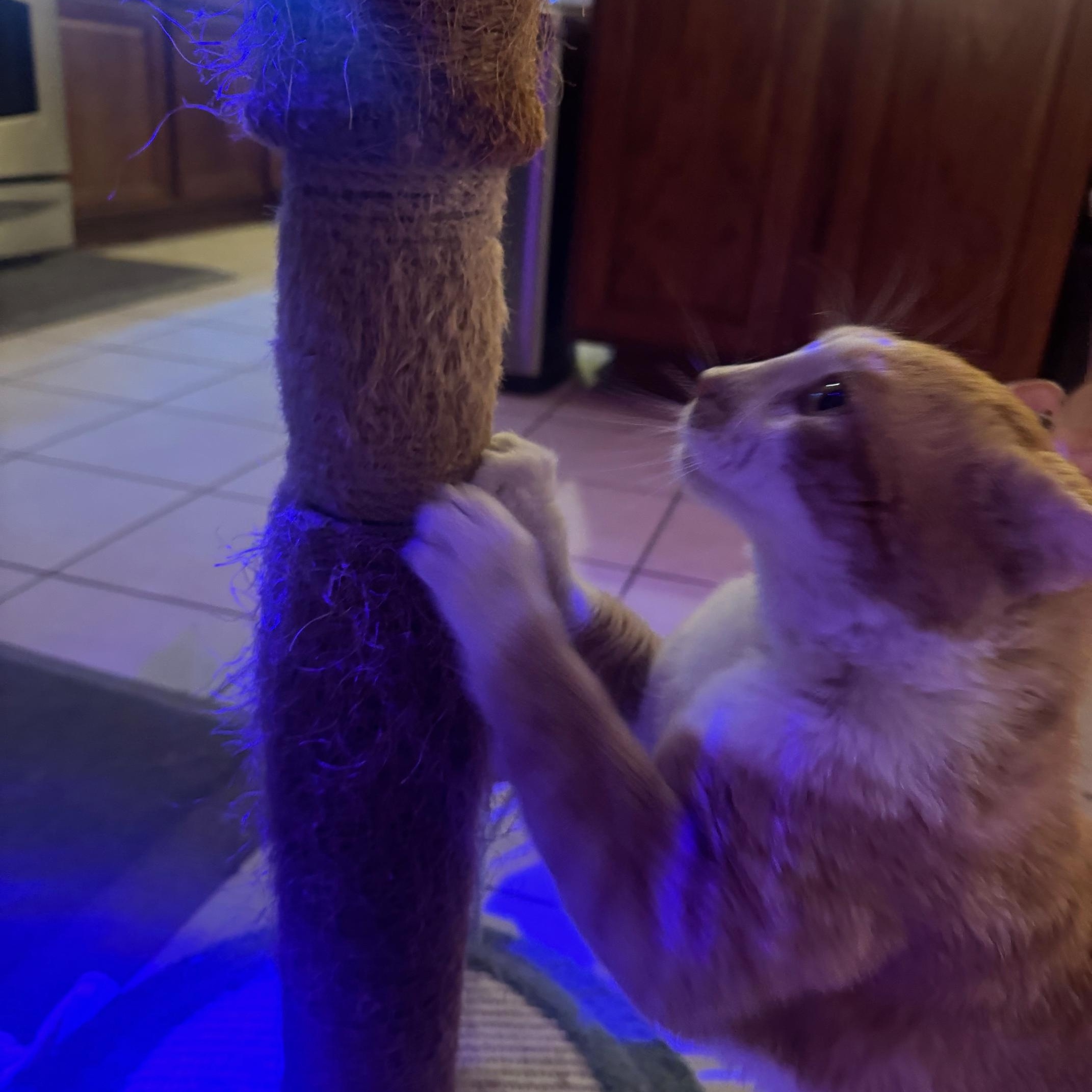 Enlarge Garfield, a Adoptable Domestic Short Hair in Lodi, CA image 4/4