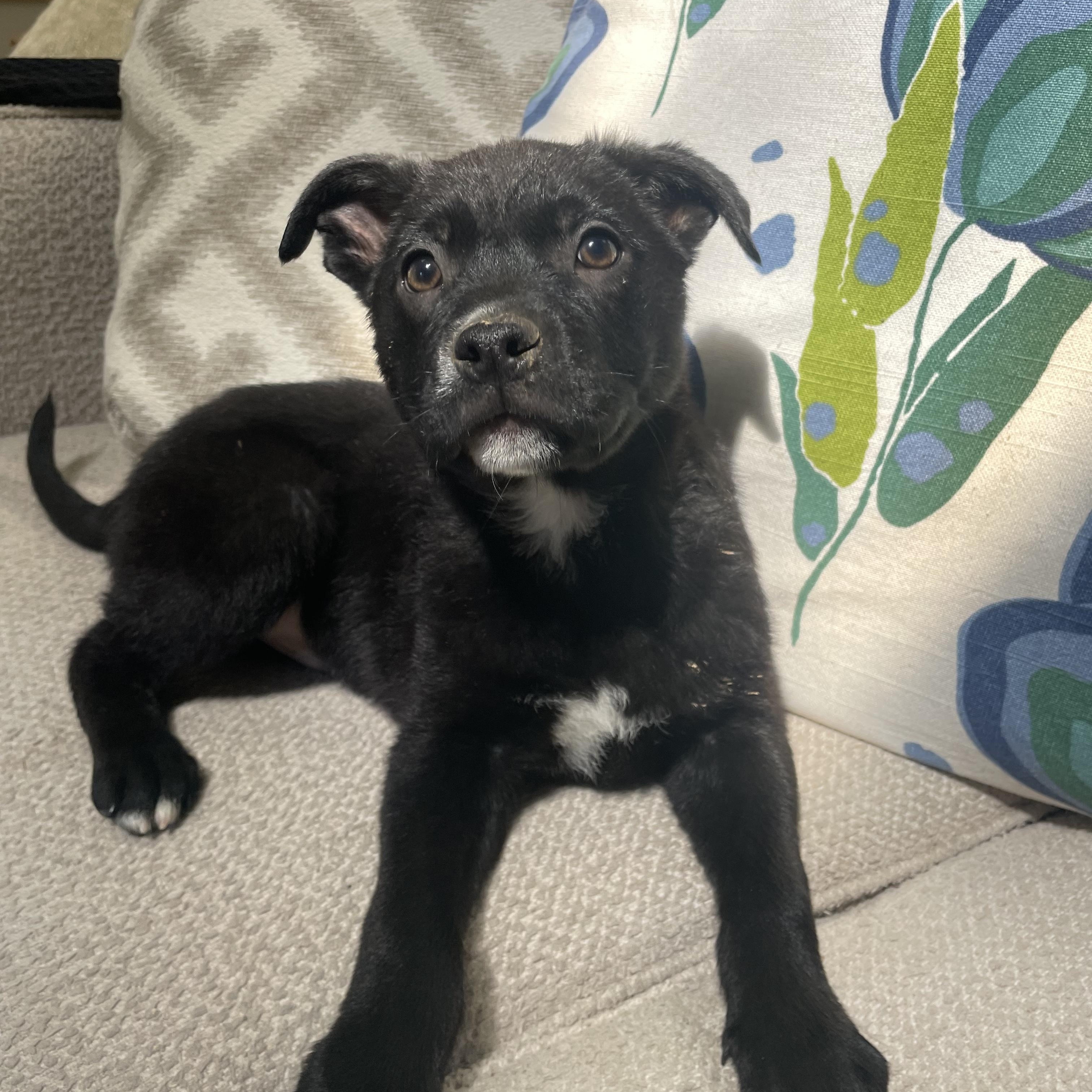 Enlarge Mondo, a Adoptable mixed breed in Rock Hill, SC image 6/6