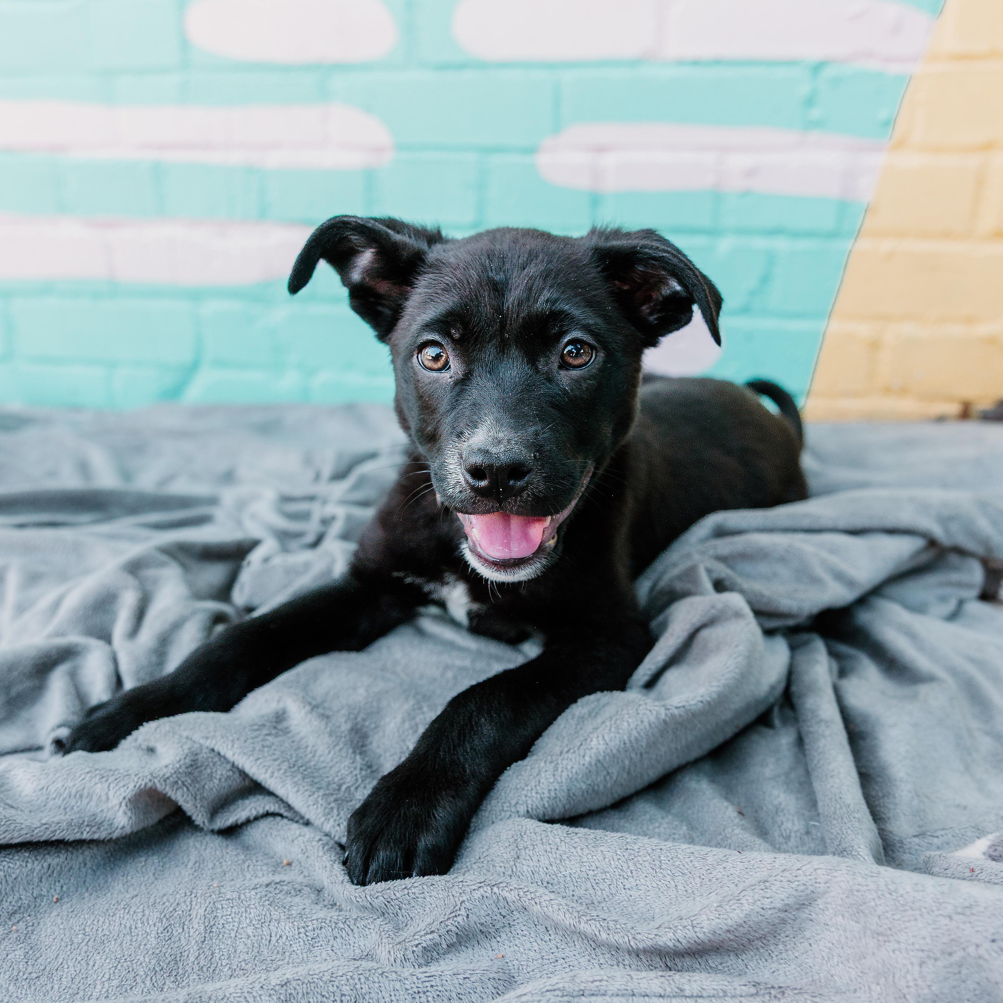 Enlarge Mondo, a Adoptable mixed breed in Rock Hill, SC image 2/6